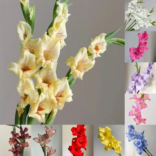 8 pcs Gladiolen Zwiebeln Winterhart, deko blumen, topfpflanzen echt Gladiolen, Gladiolus, blumen pflanzen zwiebelblumen frühlingsblüher zwiebeln, seltene pflanzen Blumenzwiebel Bodendecker