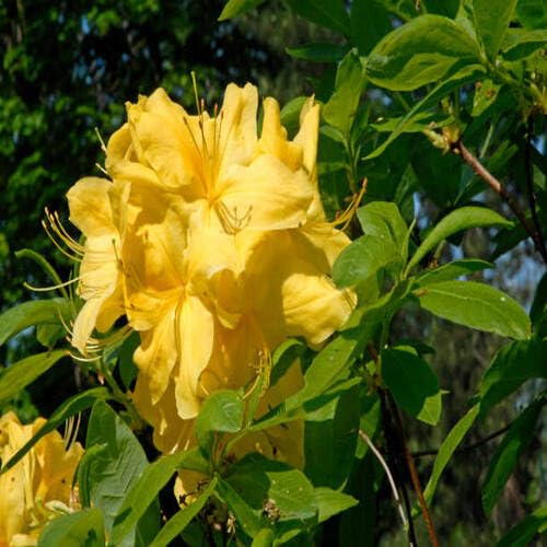 100Pcs Yellow Azalea Flower Seeds