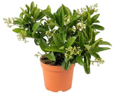 Arbusto Viburnum para Jardín, Terraza o Setos Naturales | Planta Ornamental Exterior DECOALIVE