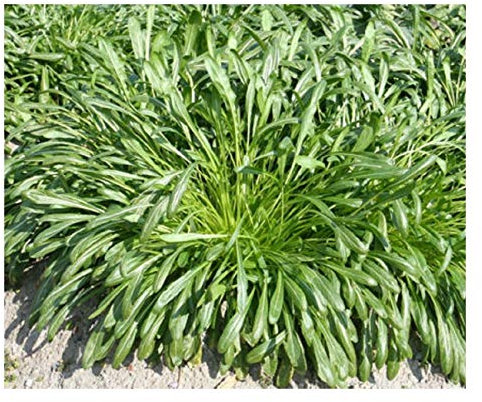 PREMIER SEEDS DIRECT - Mustard - MIBUNA - 2.5 Grams