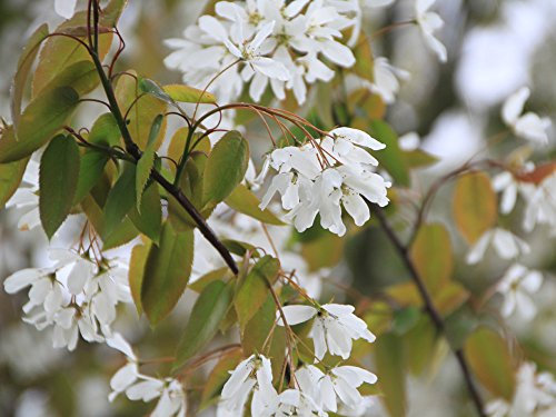 Felsenbirne Ballerina - Amelanchier Ballerina - Containerware 60-100 cm - Garten von Ehren