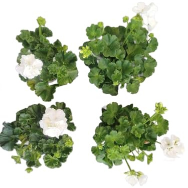 Geranios Blancos DECOALIVE Pack de 4 Plantas Naturales con Flores Blancas