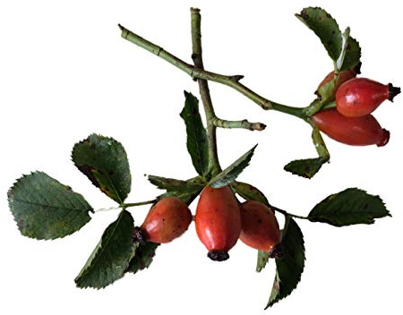 50 Samen Heckenrose (Rosa canina) Rose, Hundsrose, essbare-sehr gesunde Hagebutten