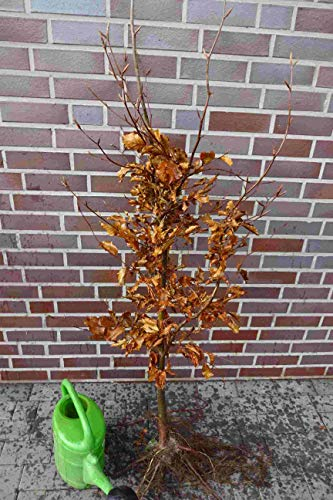 25st. Hainbuchen 80-120cm Heckenpflanzen Carpinus betulus Gartenhecke Wurzelware Hainbuche