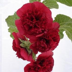 Hollyhock 'Chater's Maroon' / Alcea rosea/Seeds