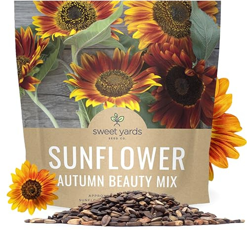 Autumn Beauty Sunflower Seeds – Extra Large Packet – Over 1,400 Open Pollinated Non-GMO Wildflower Seeds – Helianthus annus – Beautiful Shades of Gold, Bronze, Yellow, and Purple