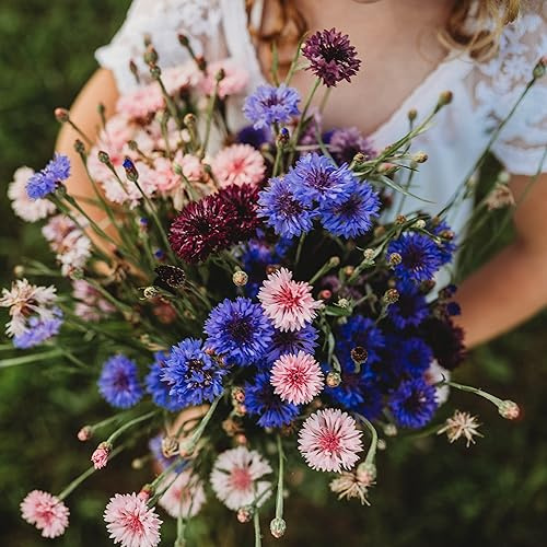 Bachelor's Button Cornflower Mix - 250 Seeds - Heirloom Corn Flower Variety, Attracts Bees, Butterflies & Pollinators, Cornflower Seeds for Planting Outdoors in the Home Garden, Thresh Seed Company