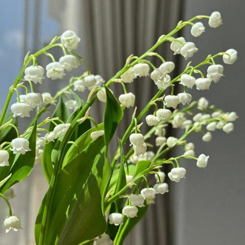 5bulbos, lirio de los valles, resistentes para el jardín, lirio de los valles, tempranas, balcón cobertura del suelo