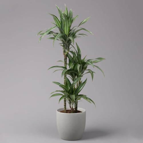 Duftender Drachenbaum 'Ulises', Topf-Ø 21 cm, Höhe ca. 110 cm