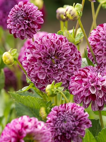 Dahlie Marble Ball | 1 Stück | Knolle | Schnittblume | Lila | 100% Blütegarantie | QFB Gardening