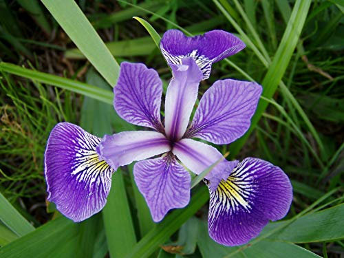 PondPlantsUK - 2 x Marginal Plants - Including a Pot and Compost - Marginal Aquatic Pond Plant (Iris versicolor - Blue Flag)
