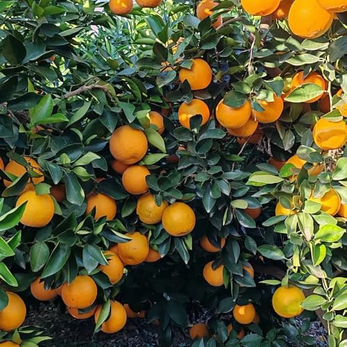Semi di arancia da succo biologico, comprare da Semi d'arancia, Citrus sinensis, regali insoliti da nani resistenti regali per gli amanti del giardino 45pcs