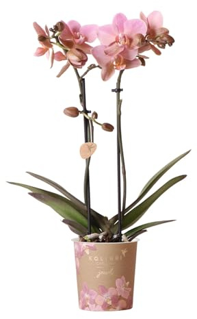 Phalaenopsis Orchidee – Treviso Altrosa – Ø9cm – Blühende Zimmerpflanze – Elegante Deko-Orchidee – Frisch vom Züchter