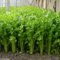 Rosepoem Graines de céleri sain 100 pcs Graines de persil délicieux Légumes Courtyard Food