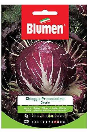 Cicoria Chioggia Precocissima
