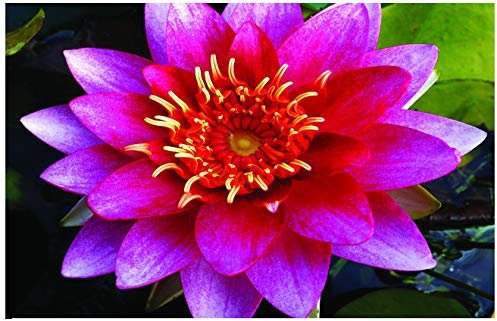 Lincolnshire Pond Plants Ltd - Firecrest Water Lily - Live Water Plant Aquatic Pond Lake Marginal - Loose