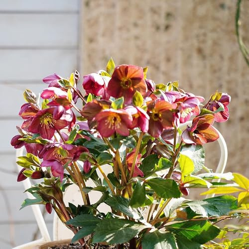 100 pcs christrosen winterhart samen, christrose, schnittblumen samen, zimmerpflanzen samen blumen samen, plants gärtner geschenke, geschenke für den garten gartenblumen, winterharte