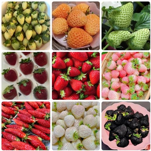 Semi di fragola, colonnare semi fragola, da esterno resistenti da nani resistenti giardino roccioso esotiche giardino colonnari 500pcs