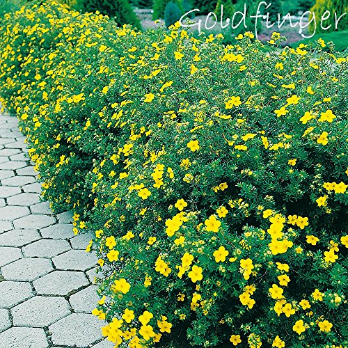 GARTEN SCHLÜTER® Fingerstrauch 'Goldfinger' Potentilla fructicosa | Dasiphora fruticose Strauch mit zitronen-gelben Blüten als Bodendecker, Hecke oder in Einzelstellung