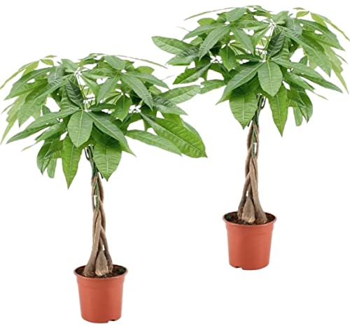 Plant in a Box - Pachira Aquatica - 2er Set - Geldbaumen - Glückskastanie - Zimmerpflanzen - Topf 17cm - Höhe 60-70cm