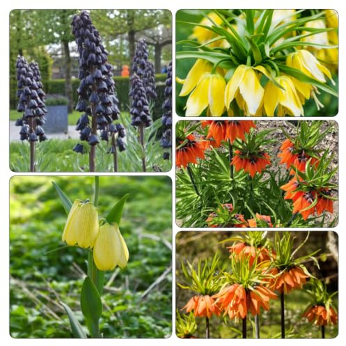 imperiale coronata giardino interno balcone giardino precoce Aiuole rialzate 9bulbi
