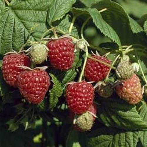 Plant Theory Cane Raspberry Autumn Bliss Autumn Fruiting Fruit Bush Rubus 5 x Bare Root
