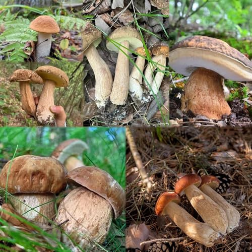 semi di funghi porcini, semi tetto verde resistenti per giardino, balcone resistenti, 500pcs