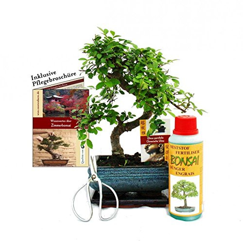 Geschenkset Bonsai Ulmus - Chinesische Ulme - ca. 6 Jahre alt - Anfänger-Set
