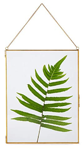 NCYP 25.4x20.3 cm Vintage Floating Glass Frame for Display Photo, Picture, Pressed Dried Flowers, Certificate - Brass Specimen Clip, Modern Vertical Wall Decor, Gold (Glass Frame Only)