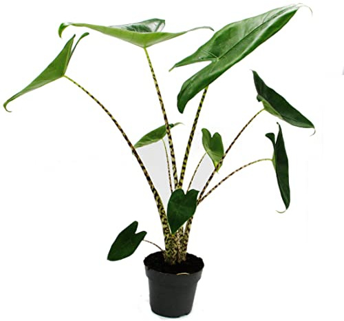Alocasia zebrina Tiger-Pfeilblatt 14cm Topf 35-45cm hoch