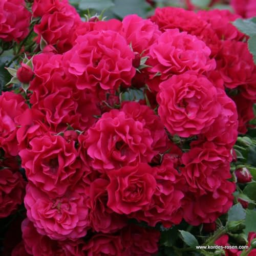2 x Rosier - Rosa 'Gärtnerfreude' pot 25-30 cm - Le grand rosier remontant au rouge framboise éclatant