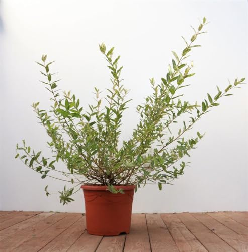 Salix integra 'Hakuro Nishiki' 40–60 cm – Winterhart, Mehrjährig, Pflegeleicht – Harlekinweide – Zierstrauch für Garten & Kübel