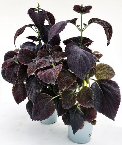 POWERS TO FLOWERS - COLEUS NERO, 2 PIANTE VASO 14CM DIAMETRO, pianta vera