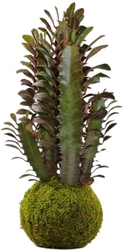 Kokedama Natural Euphorbia Trigona Rubra Cactus Catedral Planta Viva | DECOALIVE