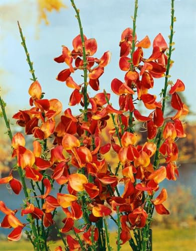 Cytisus scoparius 'Fulgens' 60–80 cm – Winterhart, Mehrjährig, Pflegeleicht – Besenginster – Zierstrauch für Garten & Beet