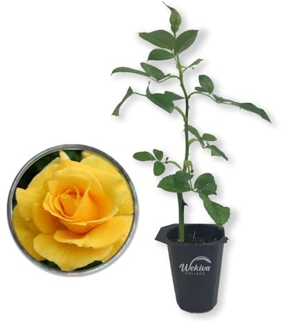 Midas Touch Rose Bush - 1 Live Starter Plant - Beautifully Fragrant Heirloom Rose from Florida - A Versatile Beauty with a Rich Fragrance