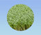 1000 graines de cresson commun alienois - facile a cultiver - salade - idéal débutant -