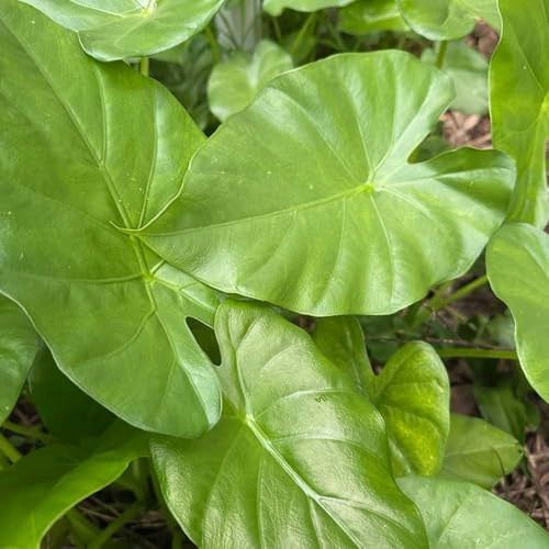alocasia gartenpflanzen indoor garden, auch für dunklere Standorte, grünpflanzen bonsai heckenpflanzen zimmerpflanzen anzuchttöpfe topfpflanzen einfacher Anbau, 400samen