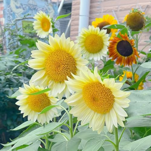 sonnenblumen hochbeet balkon indoor kräutergarten gartenpflanze sonnenblume schnittblumen kräutersamen pflanzendeko winterharte stauden dauerblüher mehrjährige blumensamen 700samen