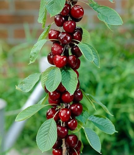 BALDUR Garten 2x Säulen-Kirschen 'Stella', Pflanzen wurzelballiert, Prunus avium Säulenobst Kirschbaum, winterhart & mehrjährig, platzsparende Säule für kleine Gärten, Balkone & Terrassen