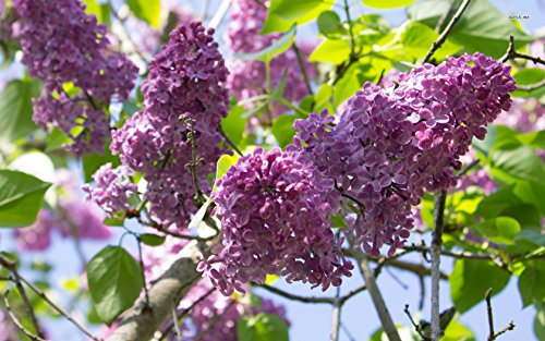 20seeds, Lilac 'Oldfashioned' ~ Purple/Pink~Syringa Vulgaris ~Shrub~ Perennial