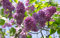 20seeds, LILAS 'Oldfashioned' ~ Violet/Rose ~Syringa vulgaris ~ Arbuste vivace