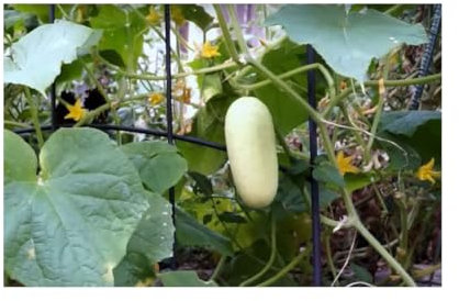 Stk - 15x Cucumis Riesen Weisse Gurken Gemüse Pflanzen - Samen A42 - Seeds & Plants Shop by Ipsa