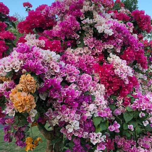 bouganvillea - semi di per balcone perforante decorative, viti, rampicanti ombra semi di selvatici rampicanti appendere, decorazioni per 150semi