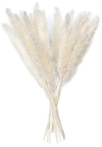 15 pezzi di erba di pampa secca naturale, erba di pampa per la decorazione interna, per matrimoni, esterni, erba della pampa