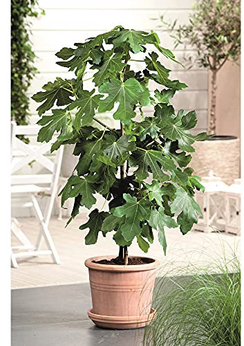 Fig Bush Brown Turkey, Ficus carica, Delicious Soft Fruit, Ideal for Containers, 1 x 3-Litre Potted Plant by Suttons