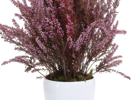 Planta Preservada Calluna Brezo Real para Decorar con Estilo Escandinavo