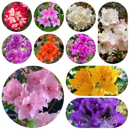 Semillas de rododendro resistentes - decoración azalea decorativas balcón orgánicas 250pcs