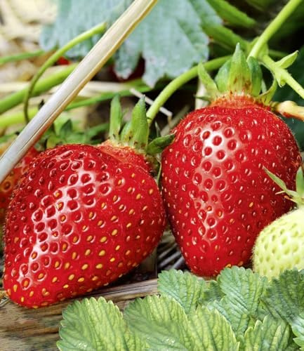 BALDUR Garten 6x Immertragende Erdbeere Albion, Pflanzen im 7x7 cm-Topf | das ganze Jahr aromatische, dunkelrote Früchte, immertragend & winterhart, Fragaria x ananassa, widerstandsfähige Pflanzen