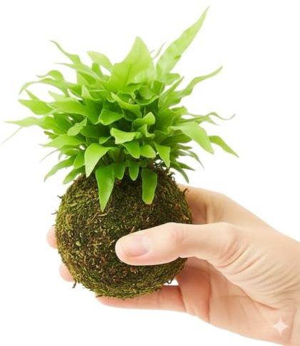 Asplenium Nidus en Kokedama Natural – Helecho Vivo de Interior | DECOALIVE